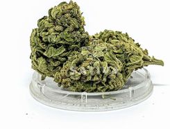 Zdjęcie Sativa Poland Cbd Kwiaty Konopi ”Tropicana” 5g - Buk