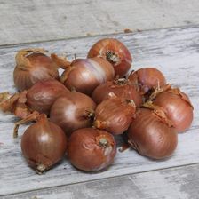 W. Legutko Cebula Szalotka Red Sun Brązowa 250G