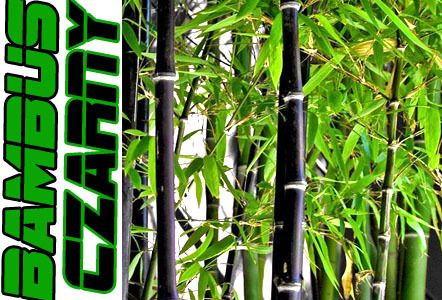 Dream-Garden Czarny Bambus Mrozoodporny Sadzonka - Ceny i opinie - Ceneo.pl