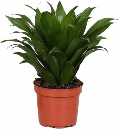 Dracena Compacta Dracaena Fragrans Rolina Domowa Dua Sadzonka P12m - Ceny  i opinie - Ceneo.pl