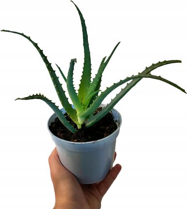 aloe vera a. barbadensis Aloe Vera – Vandermeer Nursery Ltd