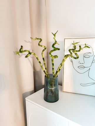 cura elefantenfu Elefantenfu (Beaucarnea recurvata) kaufen