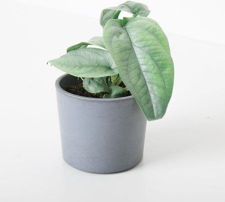 philodendron congo rojo Red Congo Philodendron (Philodendron 'Rojo Congo') main image 1