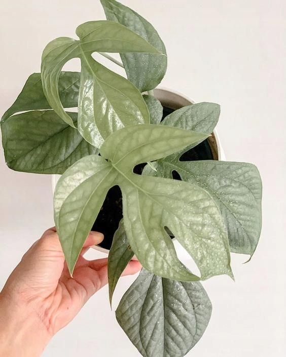 Amydrium Medium Silver Monstera Spiderman - Ceny i opinie - Ceneo.pl