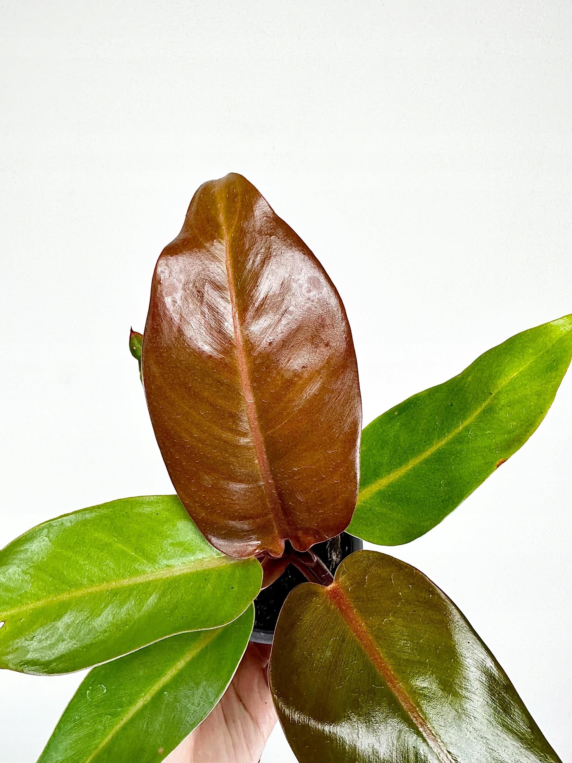 prosta plant von vitalplant Prosta Fortuna Kapseln mit Kürbiskern und Sägepalme – plantomol