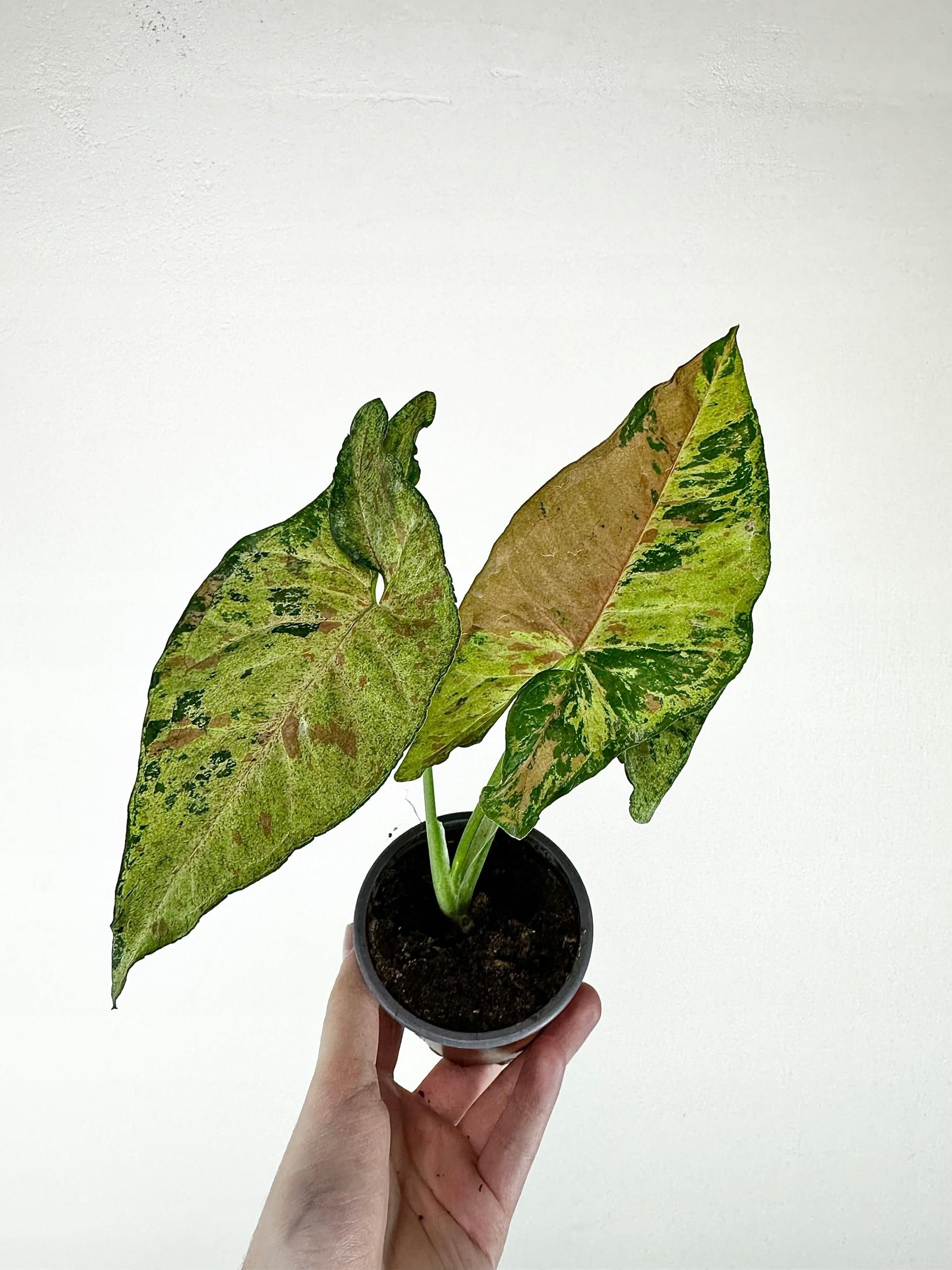 Syngonium Confetti Tricolor Zroślicha Kolekcjonerska - Ceny i opinie ...