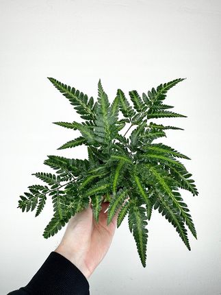 Rumohra Variegata Papro 9cm - Ceny i opinie - Ceneo.pl