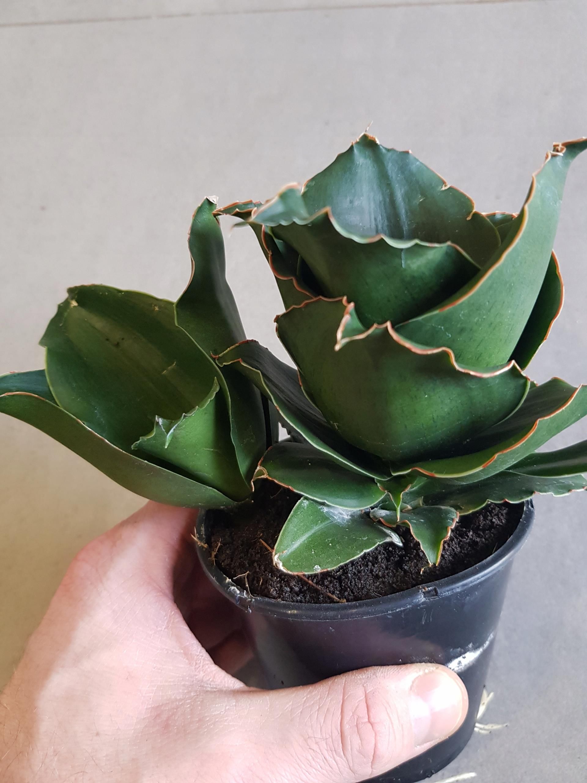 Sansewieria Sansevieria Star Rose - Ceny i opinie - Ceneo.pl