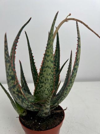 bbchen aloe vera gel rossmann Bbchen SOS Aloe Vera Gel