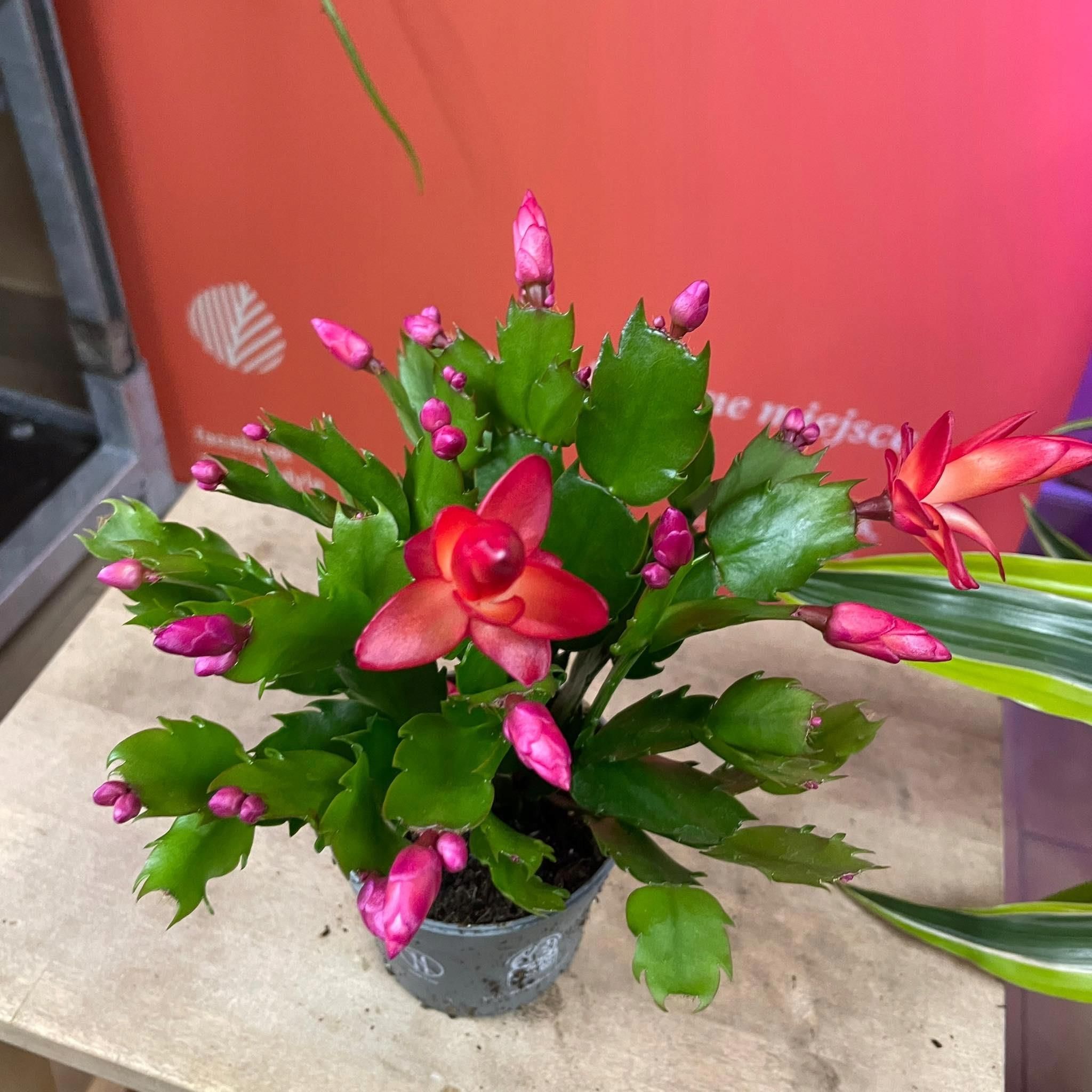 Schlumbergera Kaktus Bożnonarodzeniowy Czerwony D 9cm Grudnik - Ceny i ...