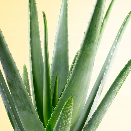 aloe vera drink and pregnancy Aloe Vera Drink - 34oz main image 1