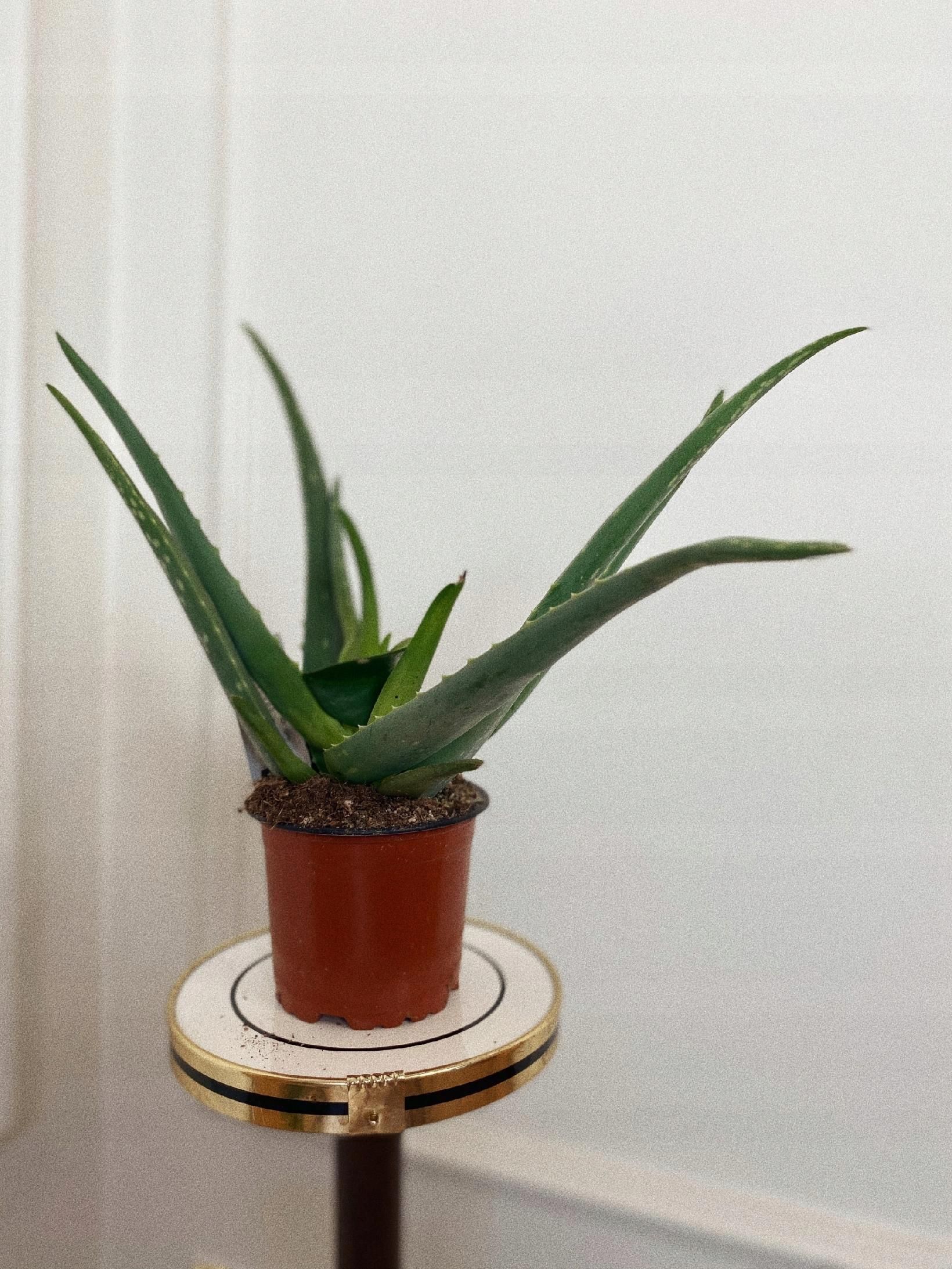 aloe vera haarseife Aloe Vera Haarseife – Seifenwelt.ch
