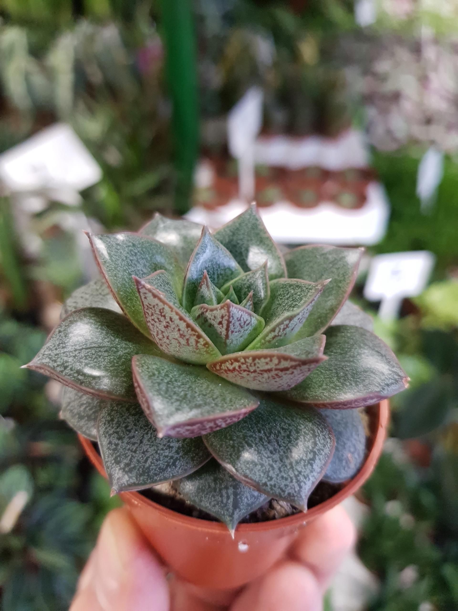 Echeveria Purpusorum Eszeweria Purpurowa - Ceny i opinie - Ceneo.pl