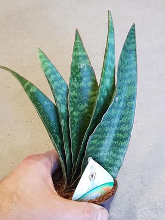 Sansevieria Grandis Whale Fin - Ceny i opinie - Ceneo.pl