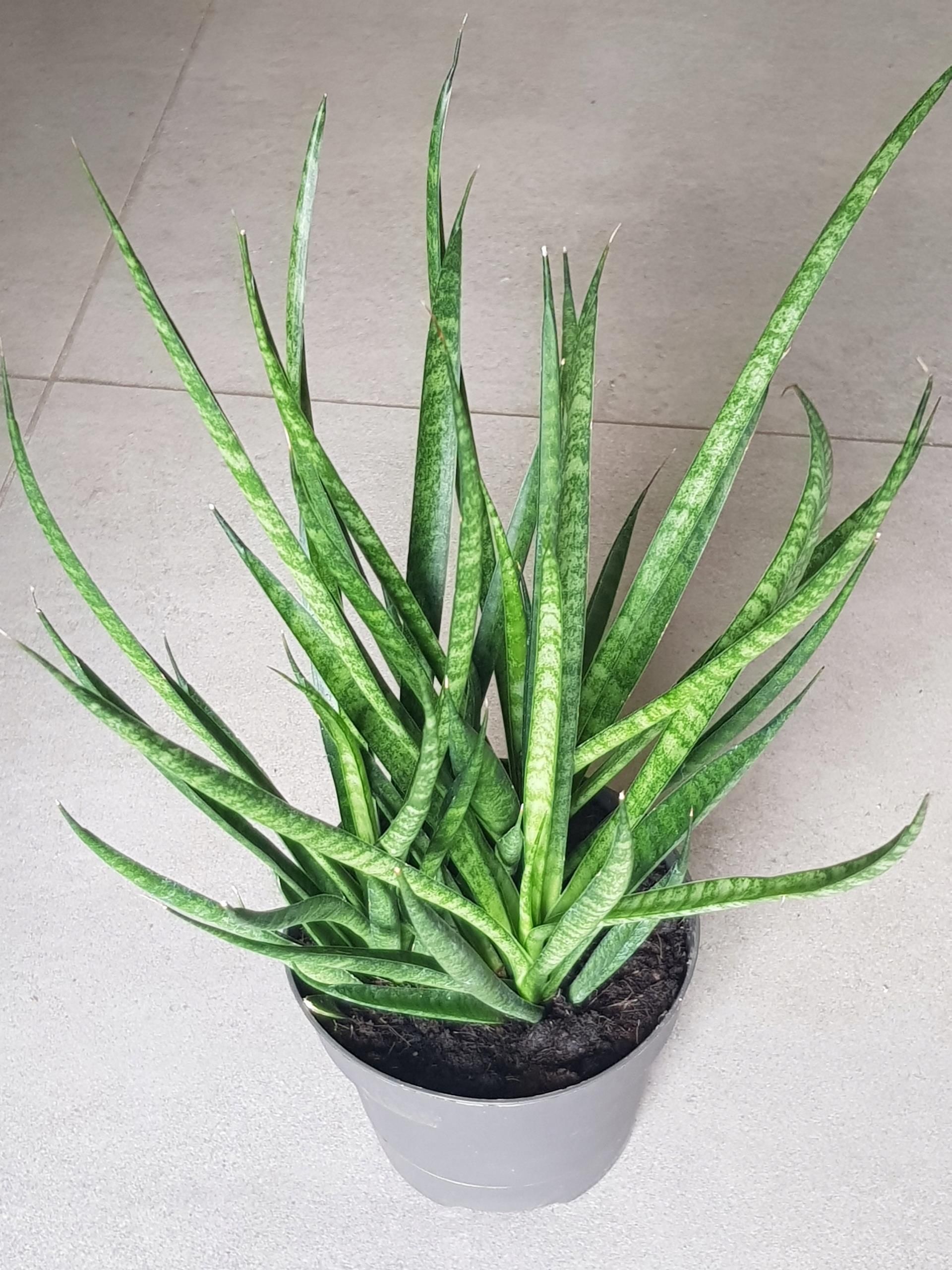 Sansevieria Comet Kichaka Sansewieria - Ceny i opinie - Ceneo.pl