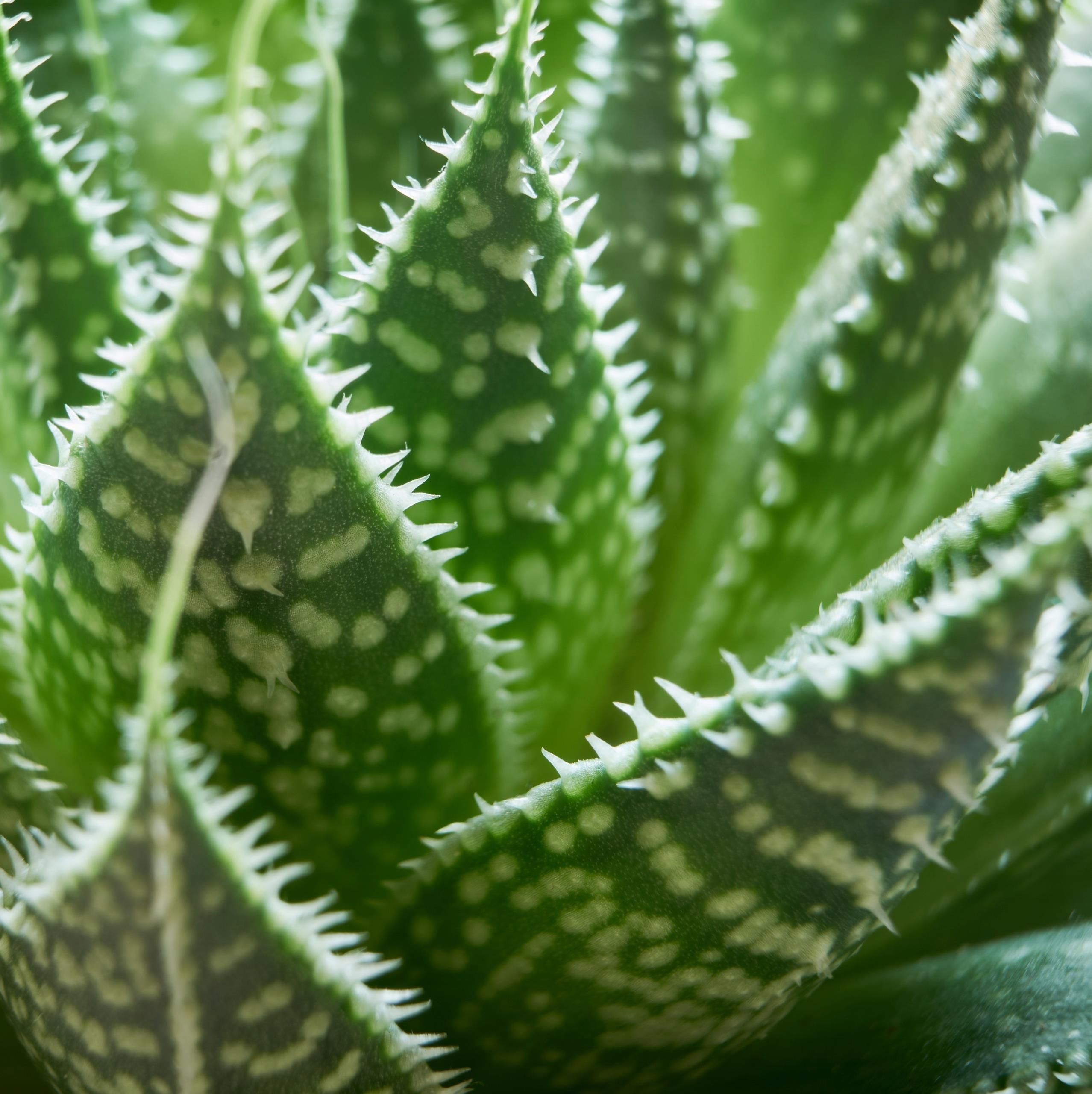 Aloe Aristata Aloes Ocisty Nakrapiany Sukulent Aristaloe M - Ceny i opinie  - Ceneo.pl