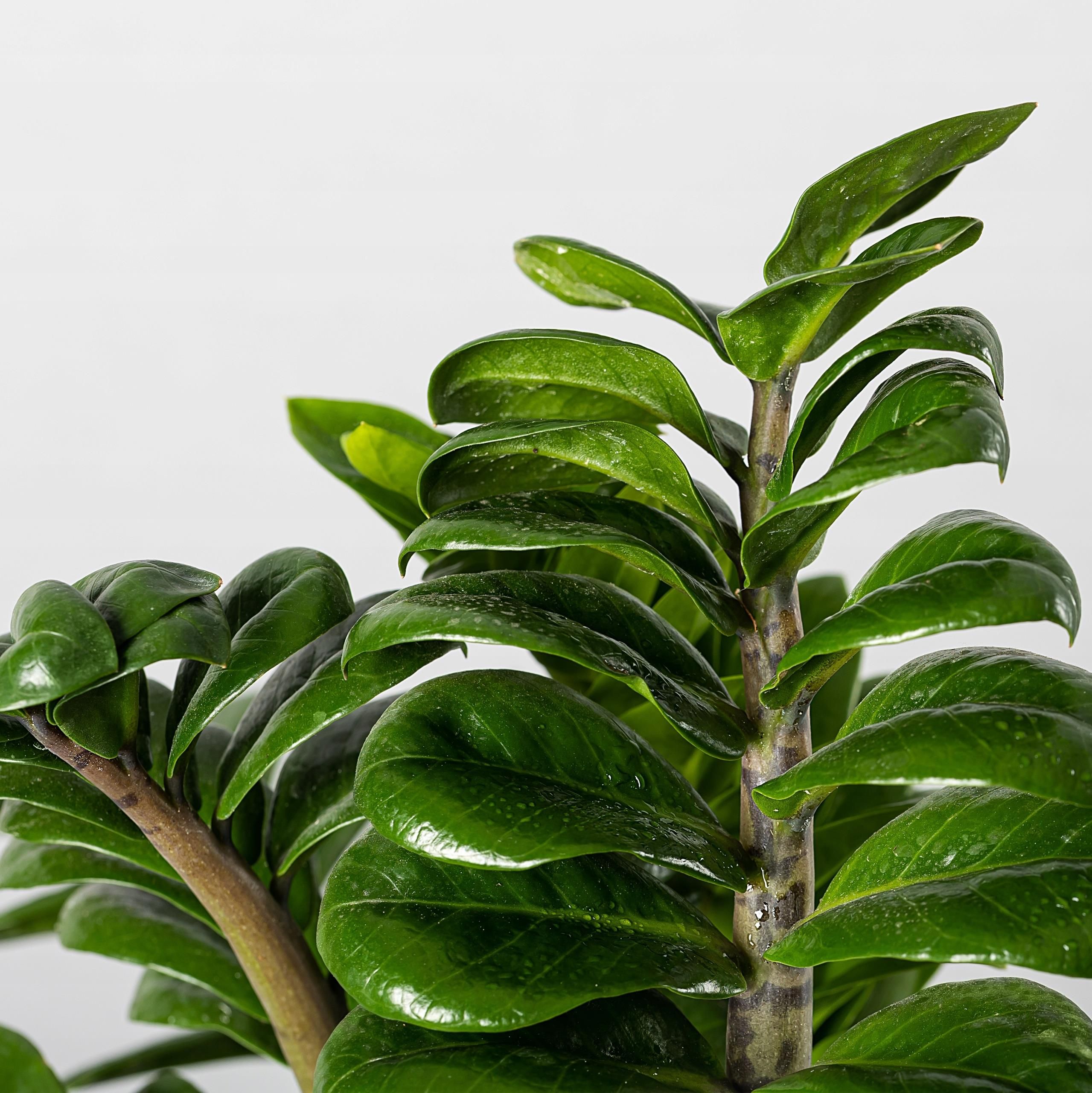 Zamiokulkas Zenzi Zamioculcas Piękny Maluch - Ceny i opinie - Ceneo.pl