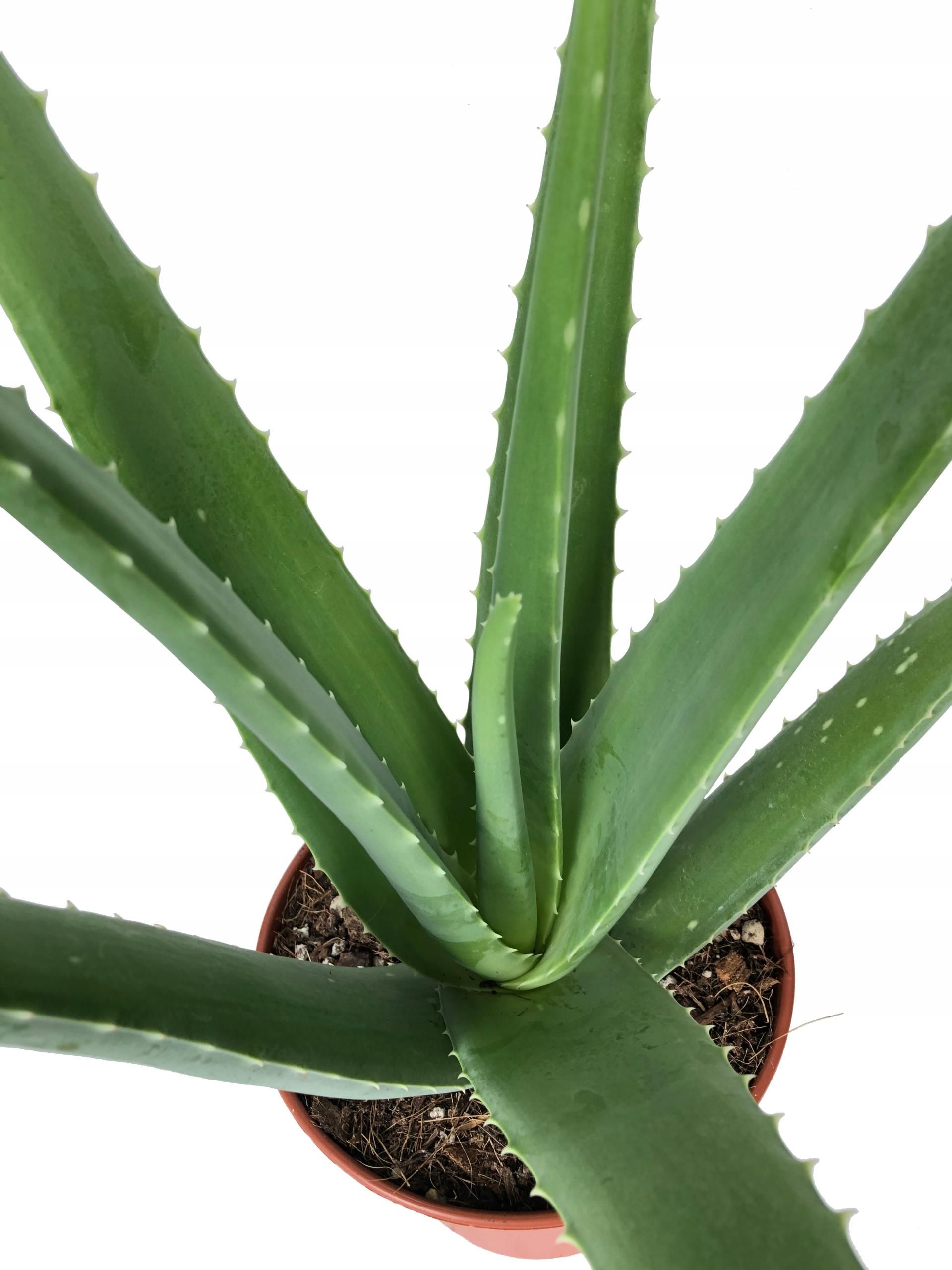 aloe vera and honey for skin Aloe Vera Hand Wash main image 1