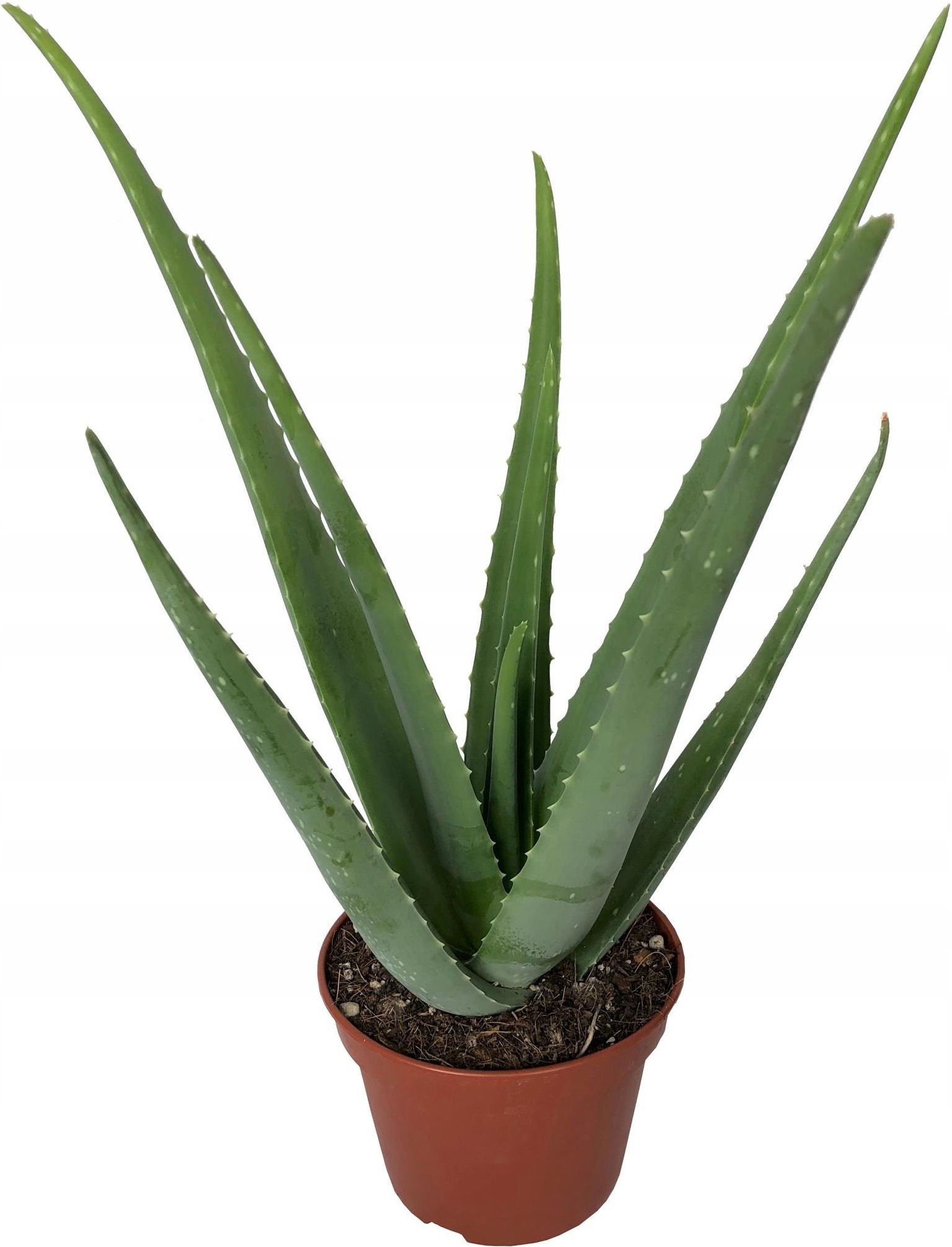 Aloe Vera Aloes Zwyczajny Leczniczy ywa Rolina - Ceny i opinie - Ceneo.pl