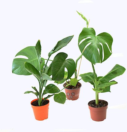Mix 2 Zestaw 3 Rolin Musa Strelitzia Monstera - Ceny i opinie - Ceneo.pl