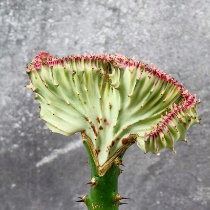 Mikroklimat Kaktus Wilczomlecz Euphorbia Lactea Unikatowy - Ceny i opinie -  Ceneo.pl