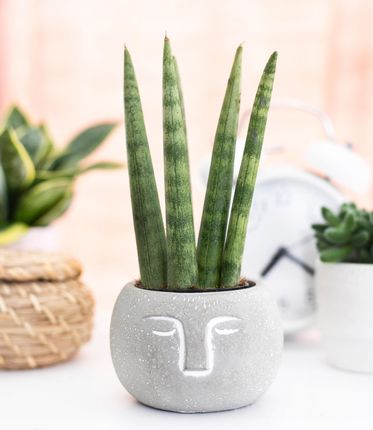 Sansevieria Mini Rocket Rolinne Sphagethii - Ceny i opinie - Ceneo.pl
