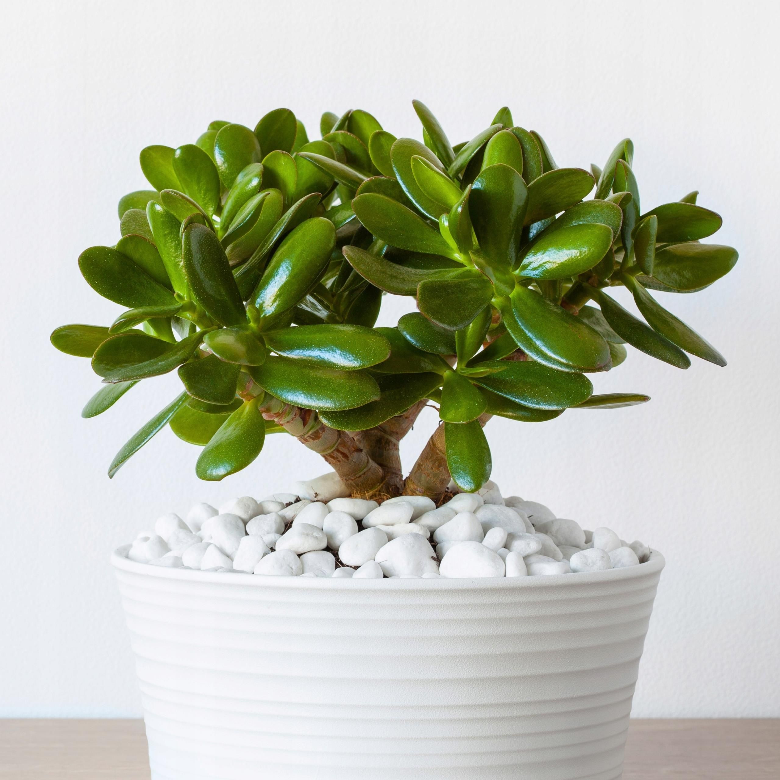Crassula Ovata Grubosz Jajowaty Drzewko Szcz cia Sukulent S Ceny I crassula-ovata-grubosz-jajowaty-drzewko-szcz-cia-sukulent-s-ceny-i