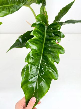 Philodendron Narrow Escape Oczyszcza Powietrze - Ceny i