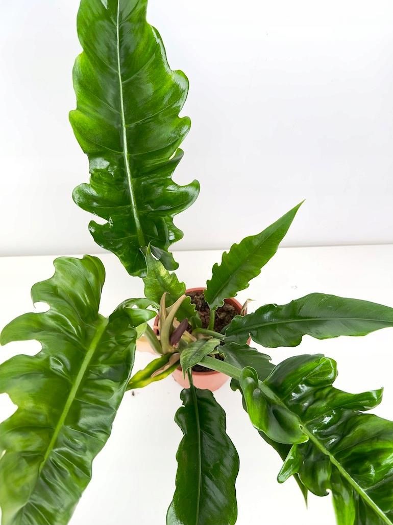 Philodendron Narrow Escape Oczyszcza Powietrze - Ceny i