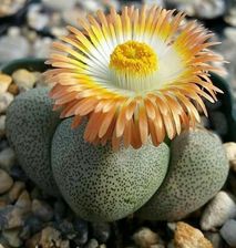 Pleiospilos Nelii Dwadwa Żywe Kamienie Lithops - zdjęcie 1