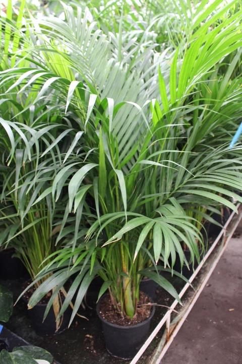 POWERS TO FLOWERS - ARECA, MINI PALMA DI ARECA IN VASO CERAMICA TRONCO Pianta Vera B07yg3cdl8