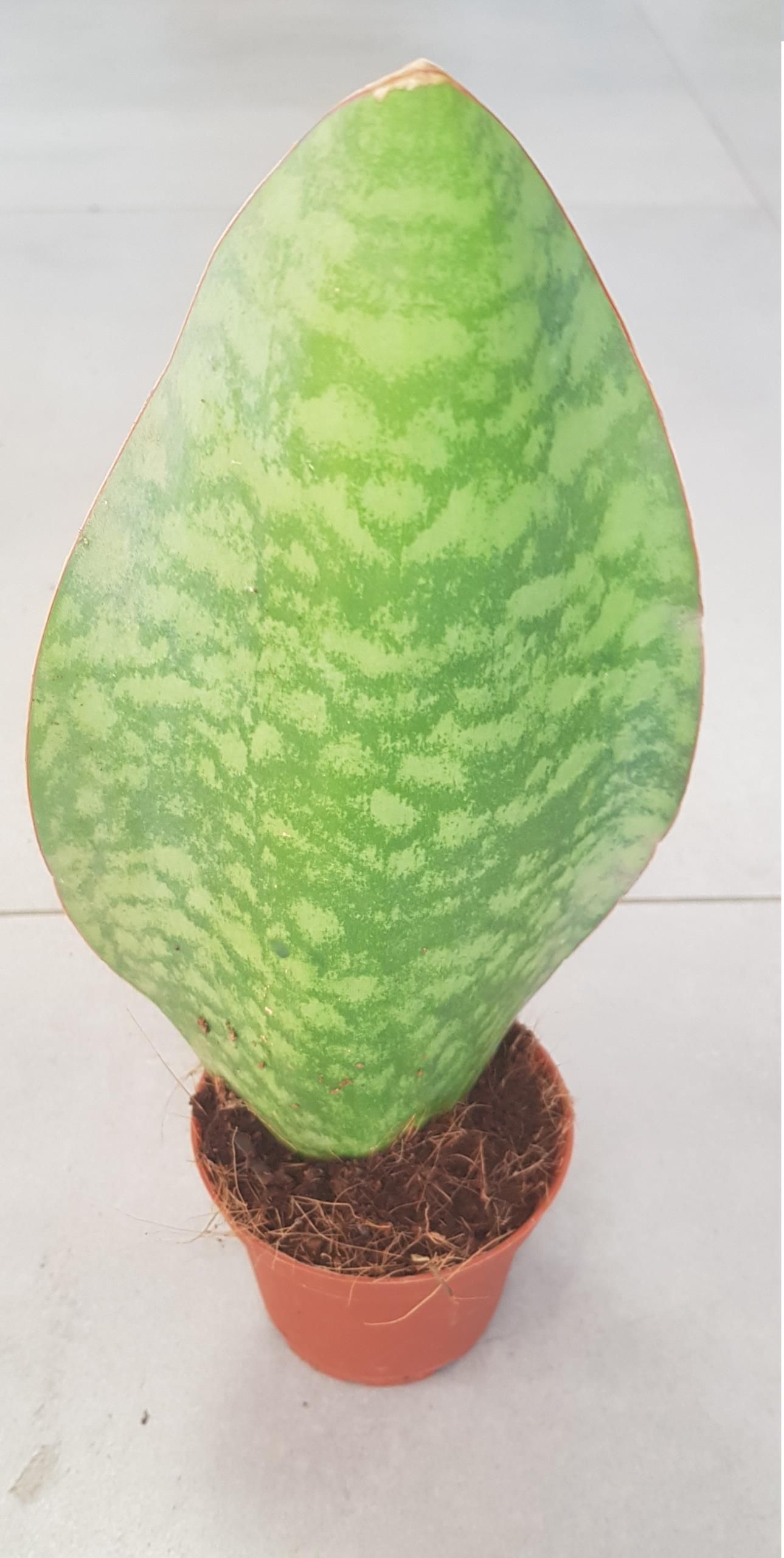 Sansevieria Grandis Whale Fin Ceny I Opinie Ceneopl 