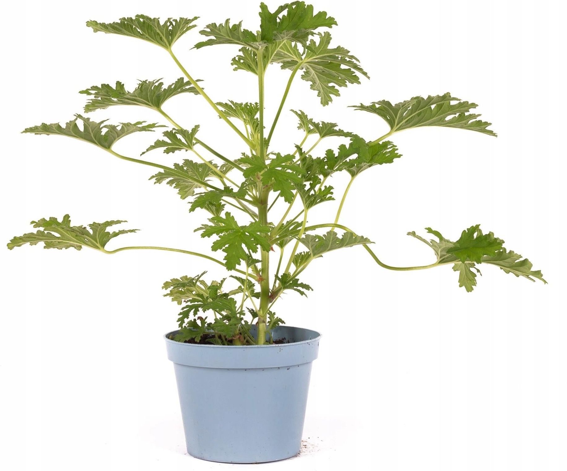 Skimiapl Geranium Anginka Roślina Lecznicza Duże Sadzonki W Donicach