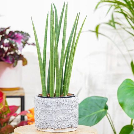 Sansevieria Cylindrica Mini Rocket - Ceny i opinie - Ceneo.pl