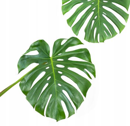 Monstera Dziurawa (Deliciosa) Due Licie Xl - Ceny i opinie - Ceneo.pl