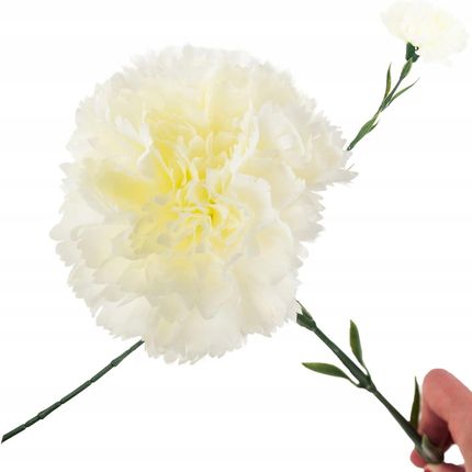 Martom Cv22527 1 Goździk Goździki Kwiat Pojedynczy Biały Piękny