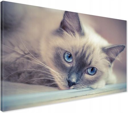Printedwall Obraz Na Płótnie Kot Kotek Nowoczesny Na Ścianę 100X70
