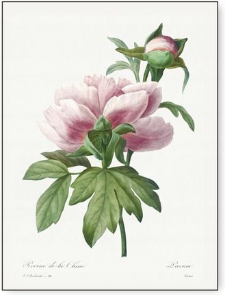 Kmbpress Botanika Rośliny Vintage Dużo Wzorów Plakat 30X40Cm Owoce Kwiaty Obraz #357