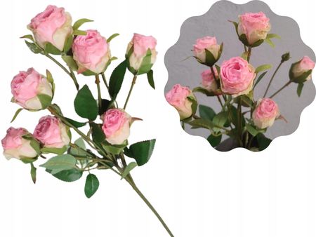 Tg Róża Kremowo Różowa Ogrodowa Do Wazonu Wiązanek 56