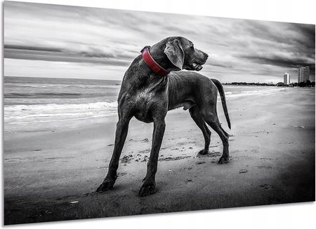 Aleobrazy Obraz Duży Pies 7 Na Plaży Czarno Biały 120x80