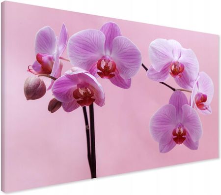 Printedwall Obraz na płótnie orchidea kwiaty Nowoczesny na ścianę 70x50 
