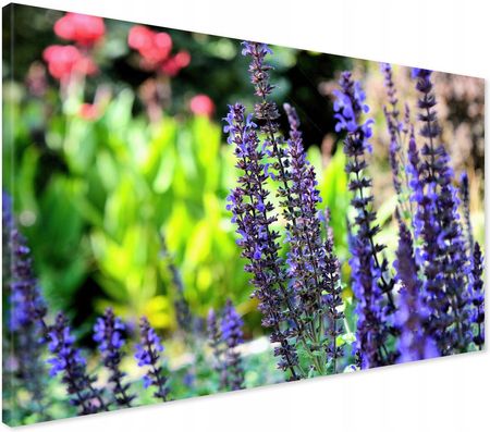 Printedwall Obraz na płótnie lawenda kwiat ogród Nowoczesny na ścianę 100x70 