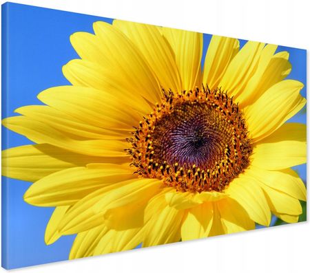 Printedwall Obraz na płótnie słonecznik natura Nowoczesny na ścianę 100x70 
