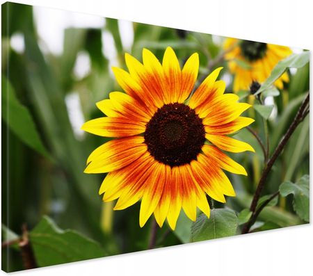 Printedwall Obraz na płótnie słonecznik kwiaty natura Nowoczesny na ścianę 70x50 