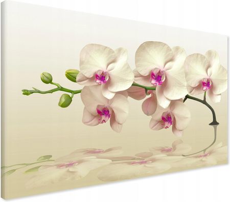 Printedwall Obraz na płótnie orchidea kwiat Spa Nowoczesny na ścianę 70x50 