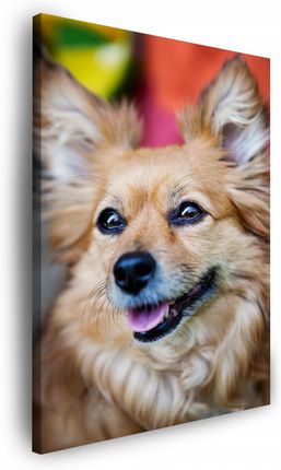 Obraz na płótnie Zwierzęta Chihuahua 40x50 cm Radosny Słodki Mały Piesek (GPCV10256_40X50)