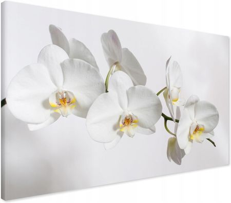 Printedwall Obraz na płótnie orchidea kwiat Nowoczesny na ścianę 70x50 