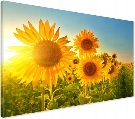 Printedwall Obraz na płótnie słoneczniki kwiaty Nowoczesny na ścianę 70x50 