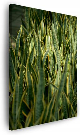 Obraz na płótnie Botanika Zielona trawa 40x50 cmLiście Kwiatu Sansewieria (GPCV10251_40X50)