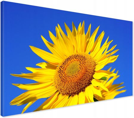 Printedwall Obraz na płótnie słonecznik kwiat kwiaty Nowoczesny na ścianę 70x50 
